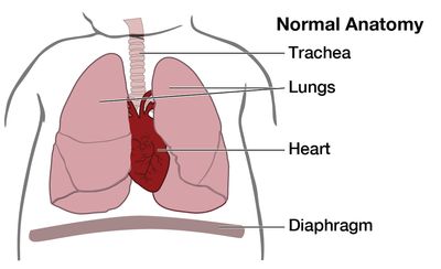 Illustration of normal lung anatomy