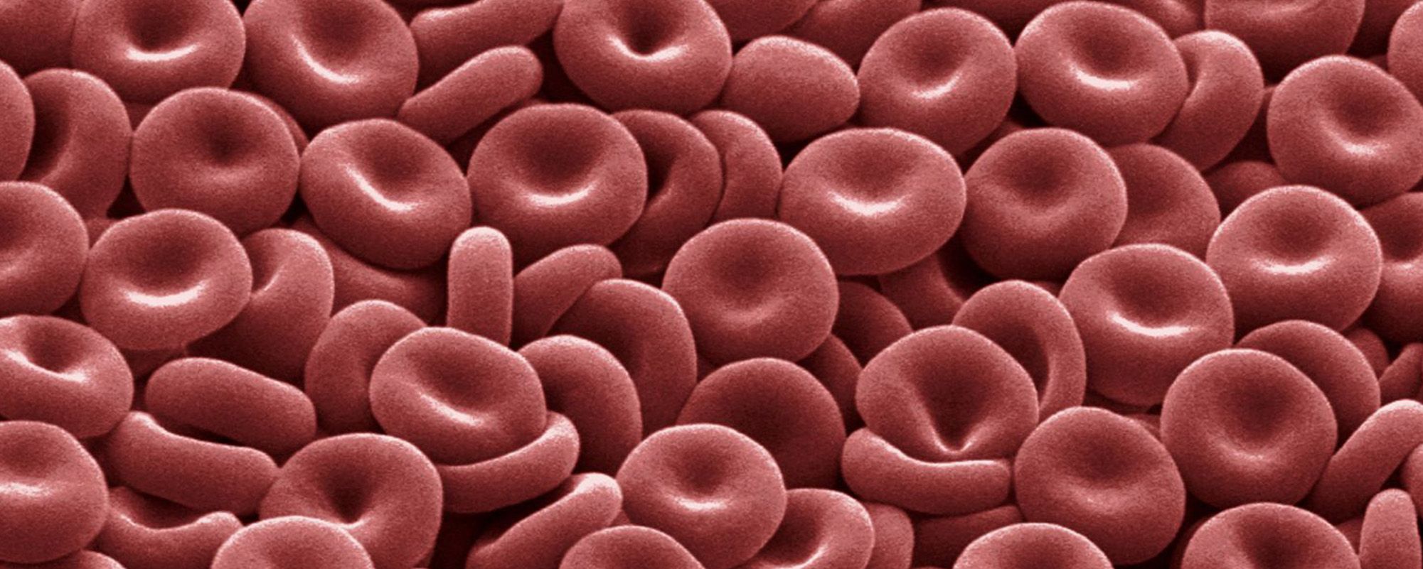 Red blood cells